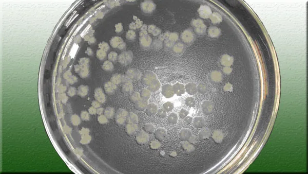 Биологический фунгицид для контроля насекомых и вредных бактерий