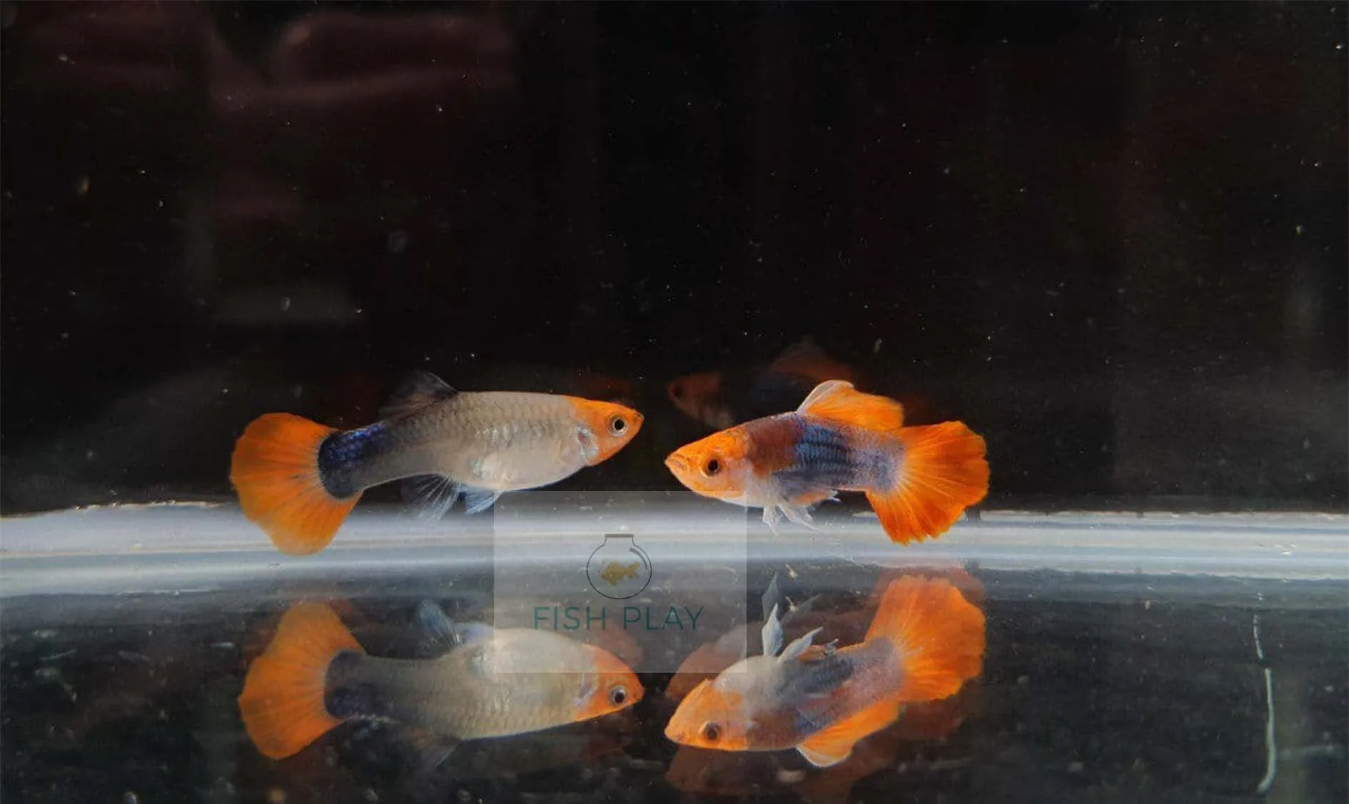 Live Tuxedo Koi Guppies For Sale -  Aquarium Fish