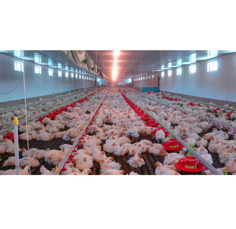 Industrial Chicken Coop House for Broiler/Layer Steel Chicken House