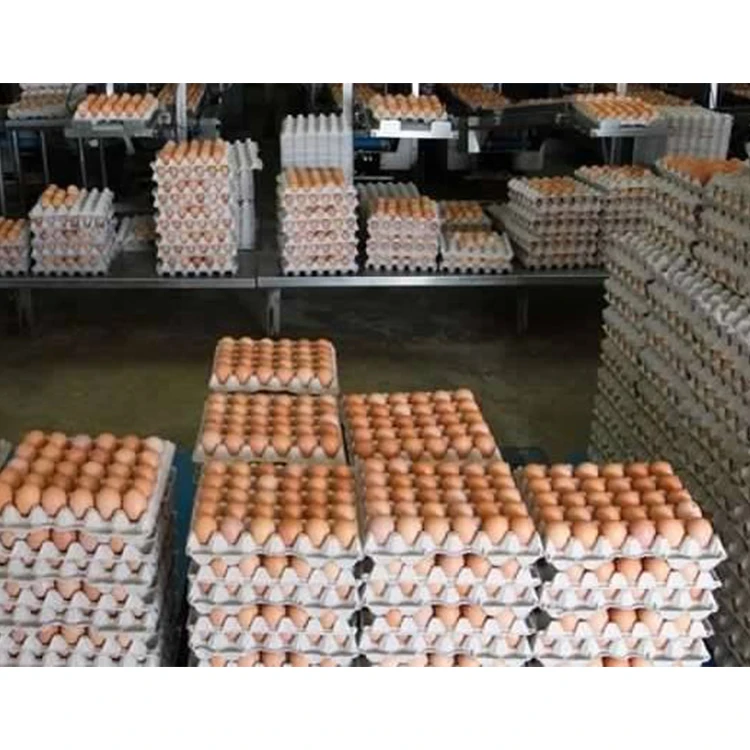 High Quality Fresh Table Eggs and Non - Fertile Eggs Cheap Price from India With Best Custom Packing products