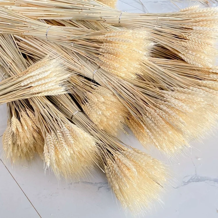 YAYUN J-1329 Yellow And Natural 2020 Harvest Dried Preserved Real Wheatgrass Flowers