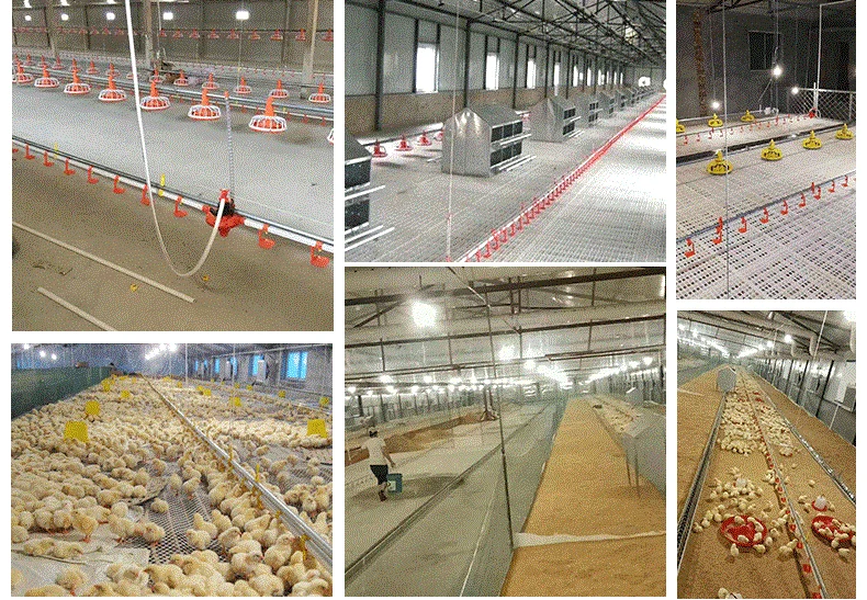 New design automatic poultry broiler drinking system and poultry pan feeder for chicken automatic feeding system for broiler