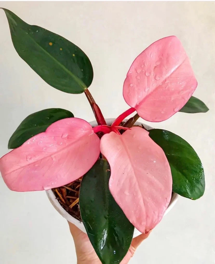 
2021 PHILODENDRON live plant natural live plants for Sale Philodendron 