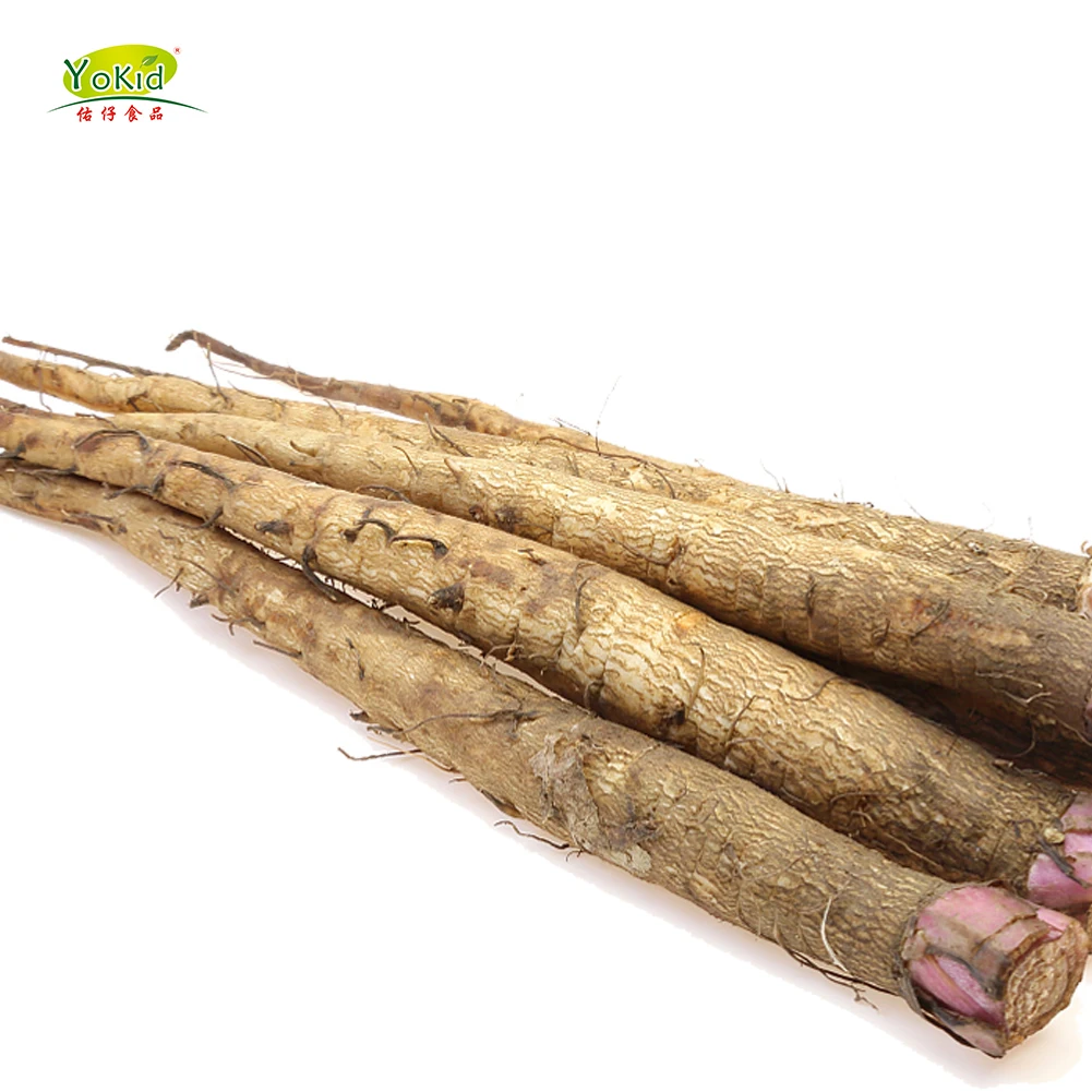 chinese fresh burdock root