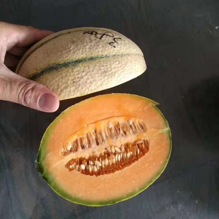 Гибридные F1 семена апельсинового телесного мускуса, Овальные семена дыни для выращивания, новый Мед No.2