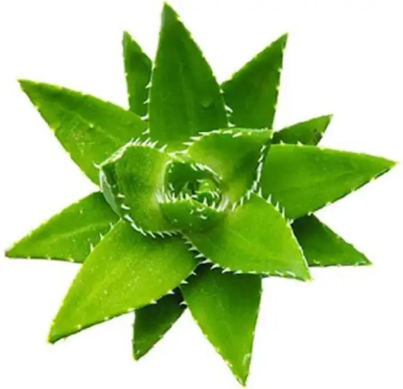 High Quality Aloe vera P.E. Extract Aloin Aloe-emodim 20% 98% HPLC