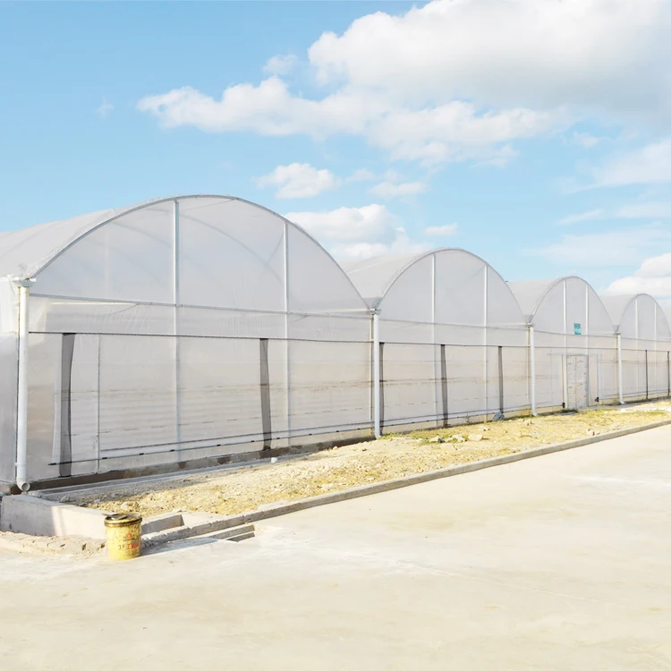 Container Multi span Film Mushroom Plastic Multi-Span Commercial Farm Equipment Polyhouse Agriculture Greenhouse