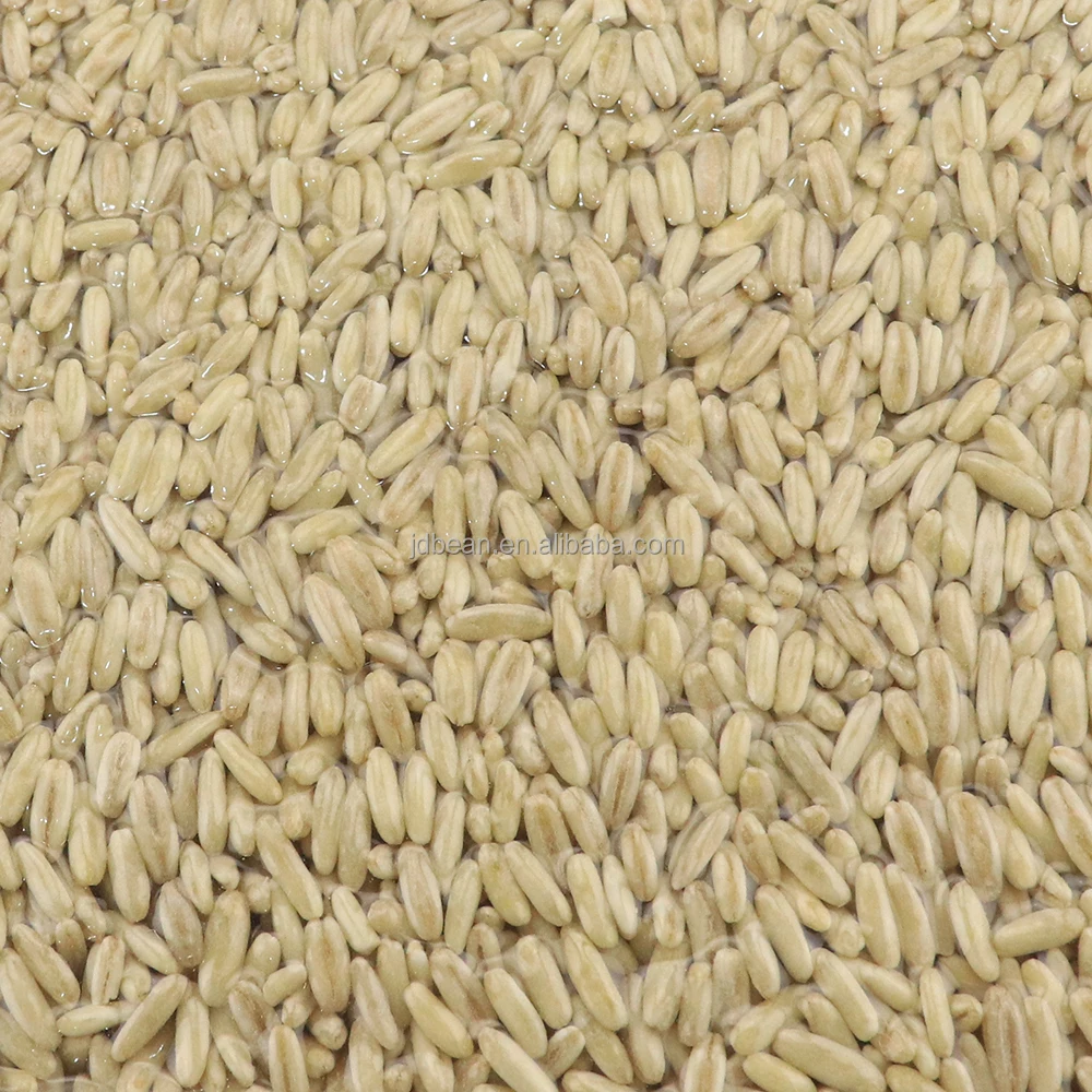High Quality Oat Grain Hot Selling Original Flavar Bulk Unhulled Yellow Oats Seeds Sale