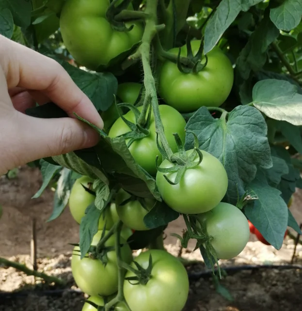 Семена томатов дождя