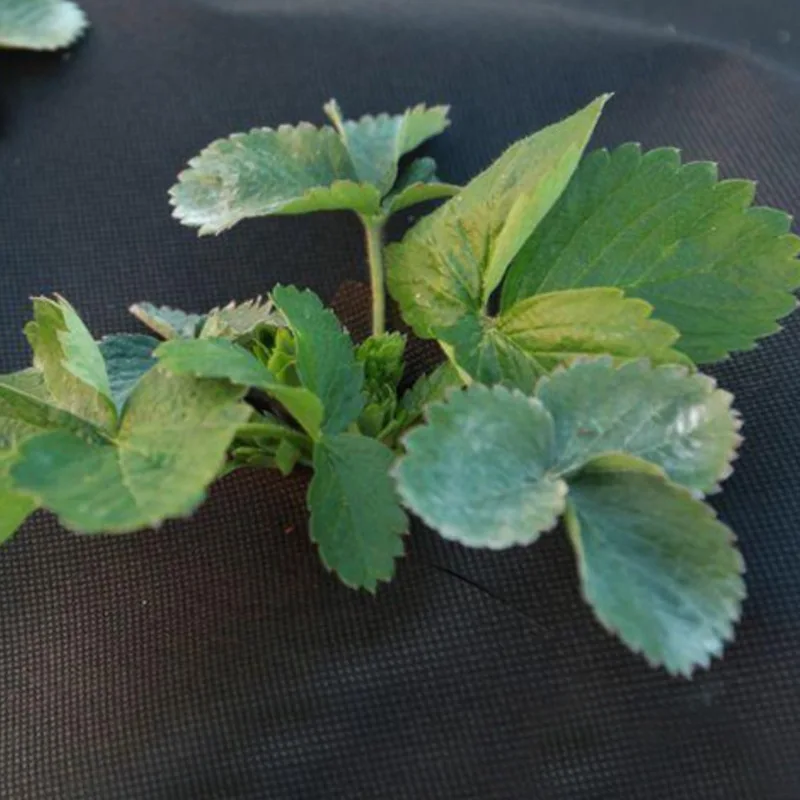 Spunbond Non-woven Fabrics Weed Mat for Agricultural Garden Weed Control