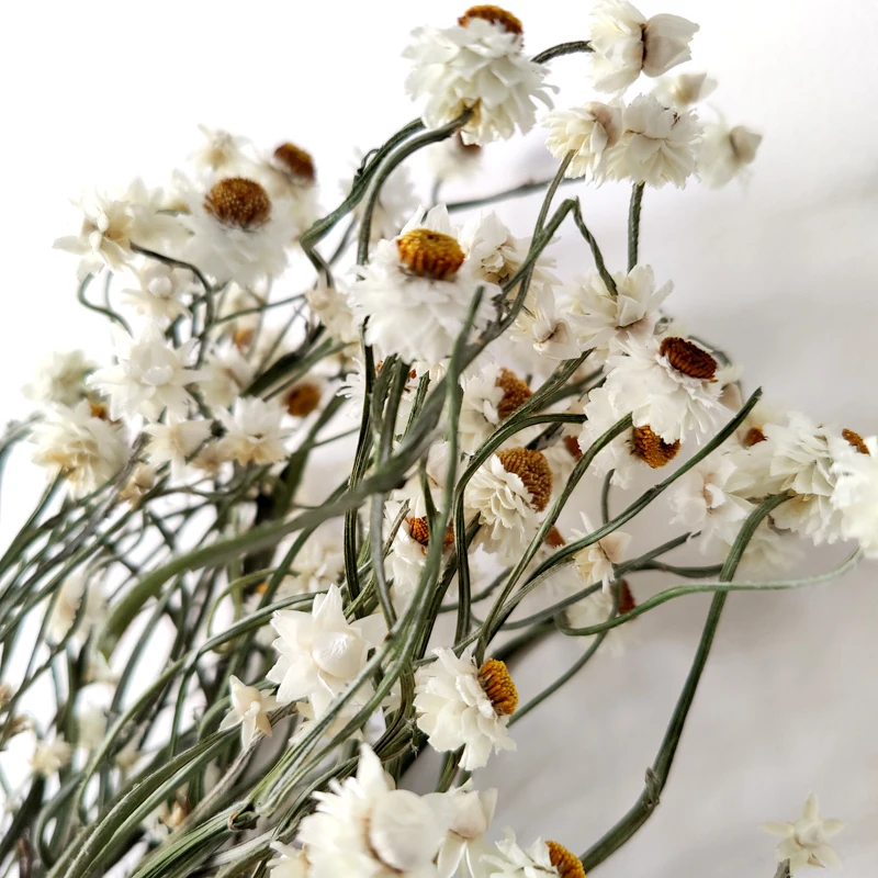Dried Ammobium Flower Home Decor Wedding Decoration White Flowers Filler Floral Dried Daisy Flowers Silver Chrysanthemum