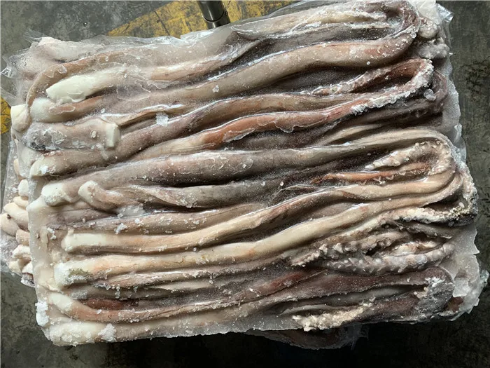 New landing Sexual tentacle of indian squid