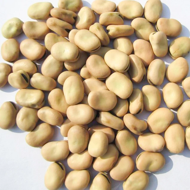 
Wholesale broad bean split peeled new crop 