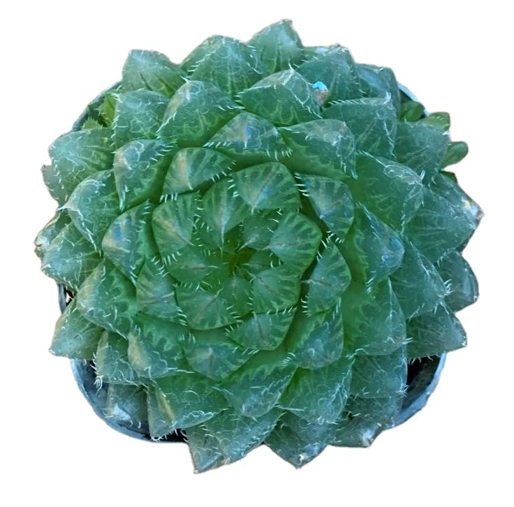 
Various cactus and succulent plants Haworthia cooperi var. pilifera (Baker) M.B.Bayer 