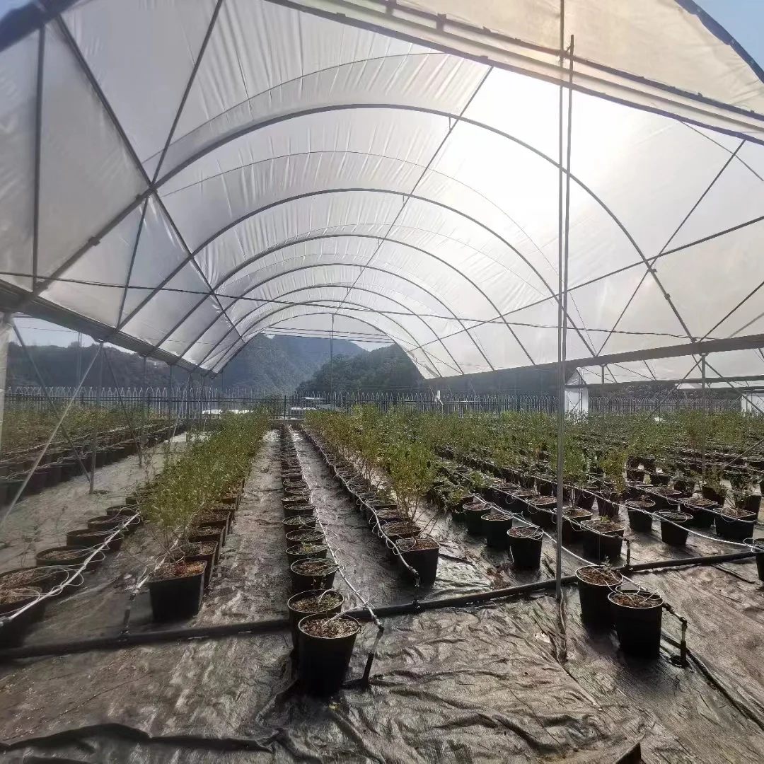 Grow Tents Galvanized Pipe Green House Conservatory Berry Greenhouse Rain Shelter