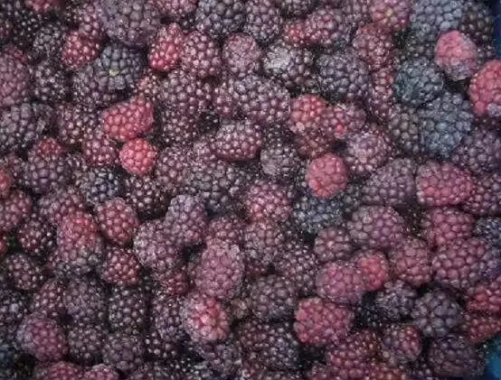 Wholesale Bulk IQF Frozen Blackberry Frozen Fruits For Export