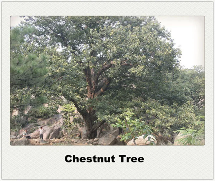 Chestnut Tree