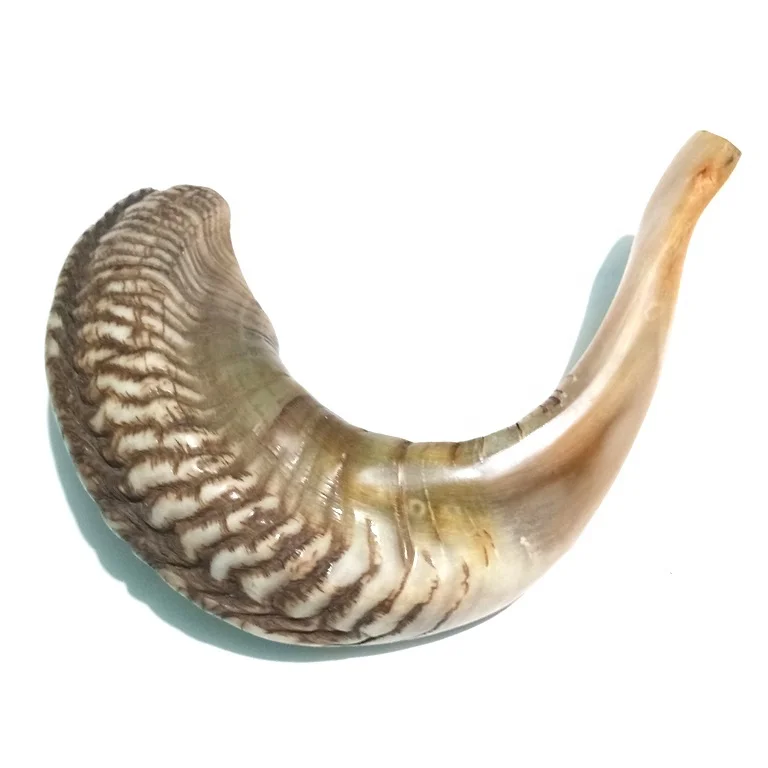 Ram Horn Shofar для продувания; 34648 полированный 50 шт. CI2014 современный, религиозный органический материал Международный полумесяц