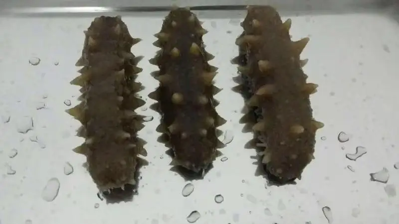 Высушенные и замороженные морские
