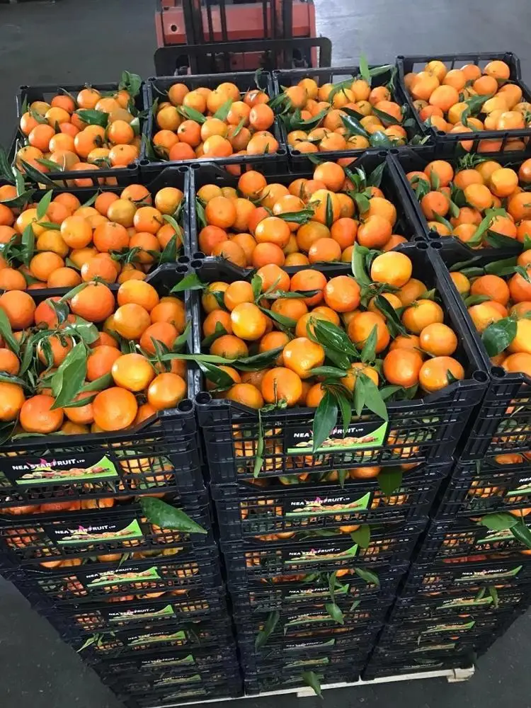 High quality fresh fruits greek citrus greek fruits fruits exports class one citrus spanish tangerine clementine