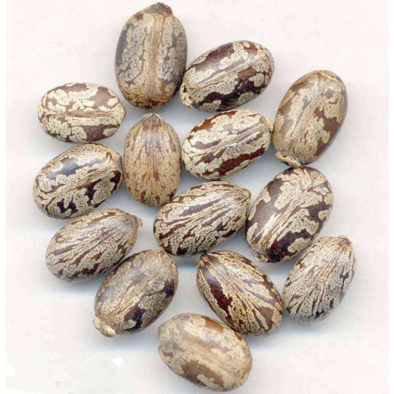 KANGZHIYUAN Wholesale Price Ethiopia Castor Seed Single Herbs & Spices Castor Seed Price in Gujarat Big Castor Seeds