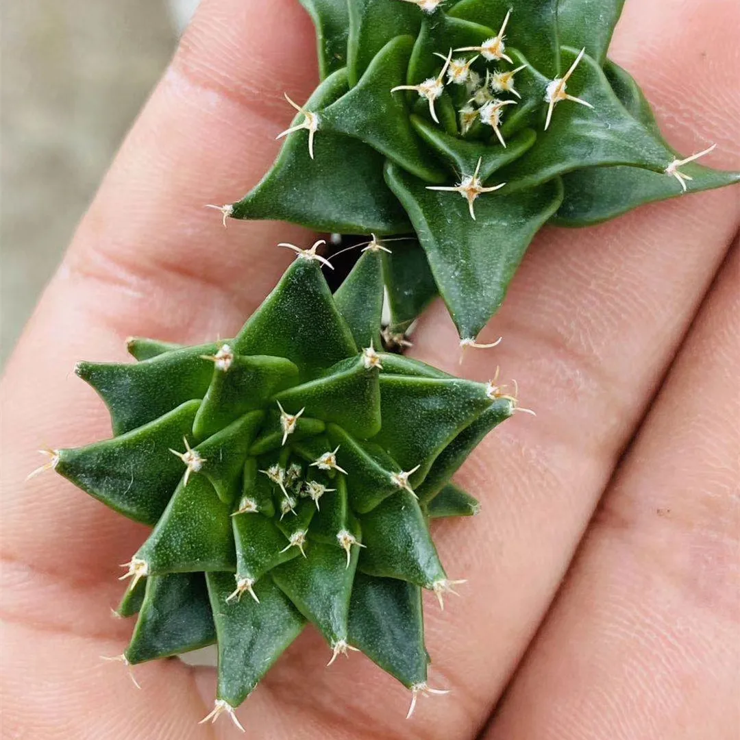 
Wholesale cactus real cactus natural plant woody plants blooming cactus 