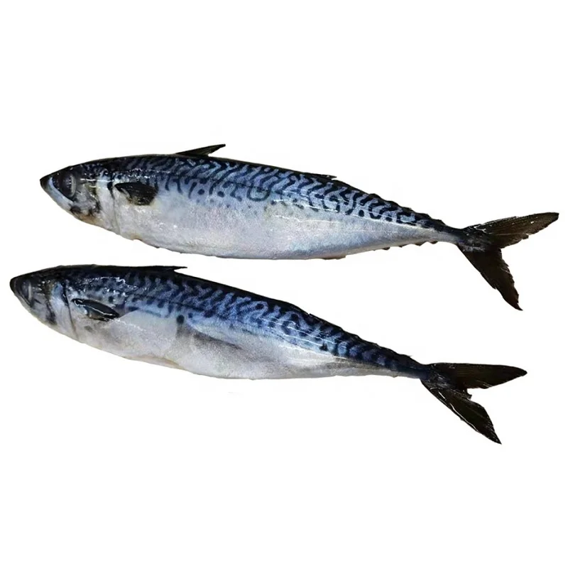Заводской изготовитель IQF Тихоокеанская скумбрия морепродукты гигантская дикая природы для японской кухни бренд Senwang