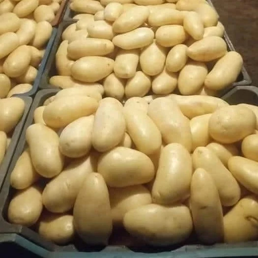 Low price high quality potato