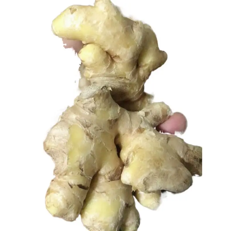 
Sweet Fresh Holland Potato Seeds 2021 Price 