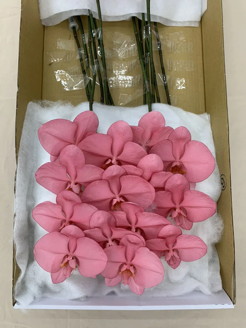 Manufacturers Provide Taiwan Orchids Fresh Cut Flowers Christmas Red