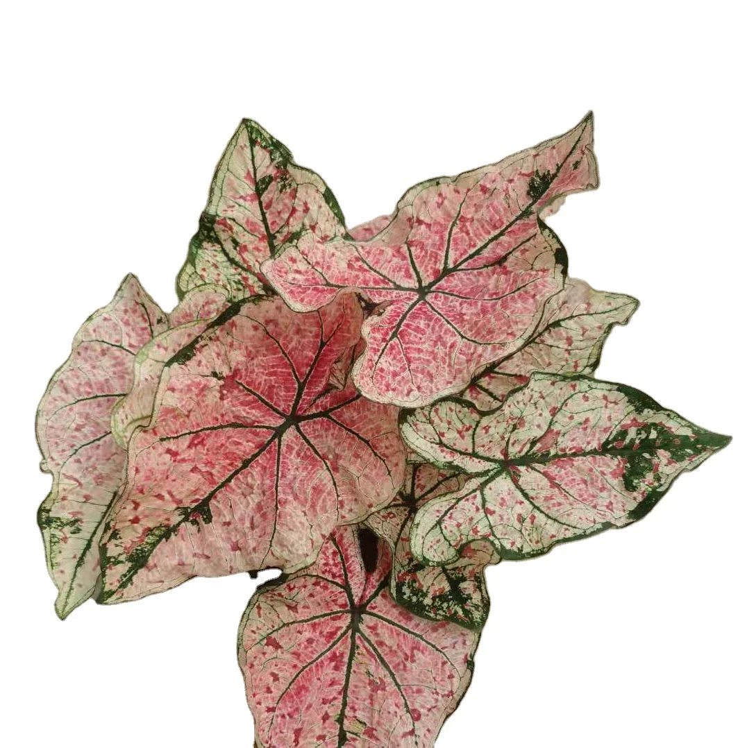 
Hotsale ins special high quality Caladium grow from bulb ornamental live plant bonsai for decorative 