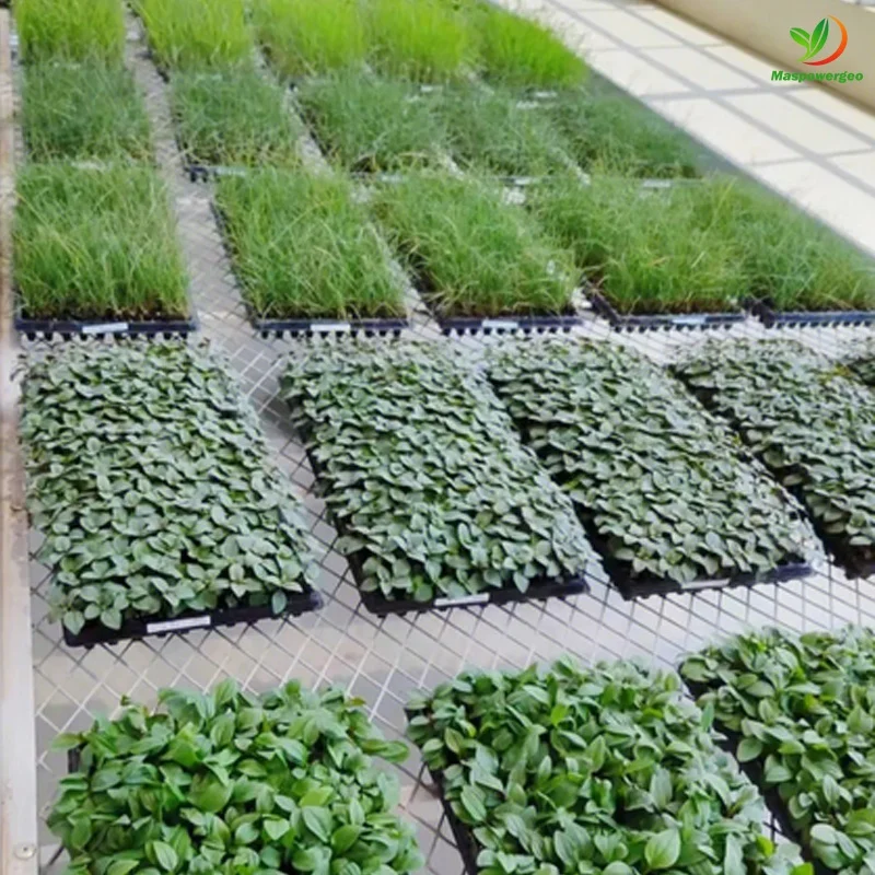 15 32 50 72 105 162 200 cells seed tray plant for tomato ,cabbage ,capsicum ,celery