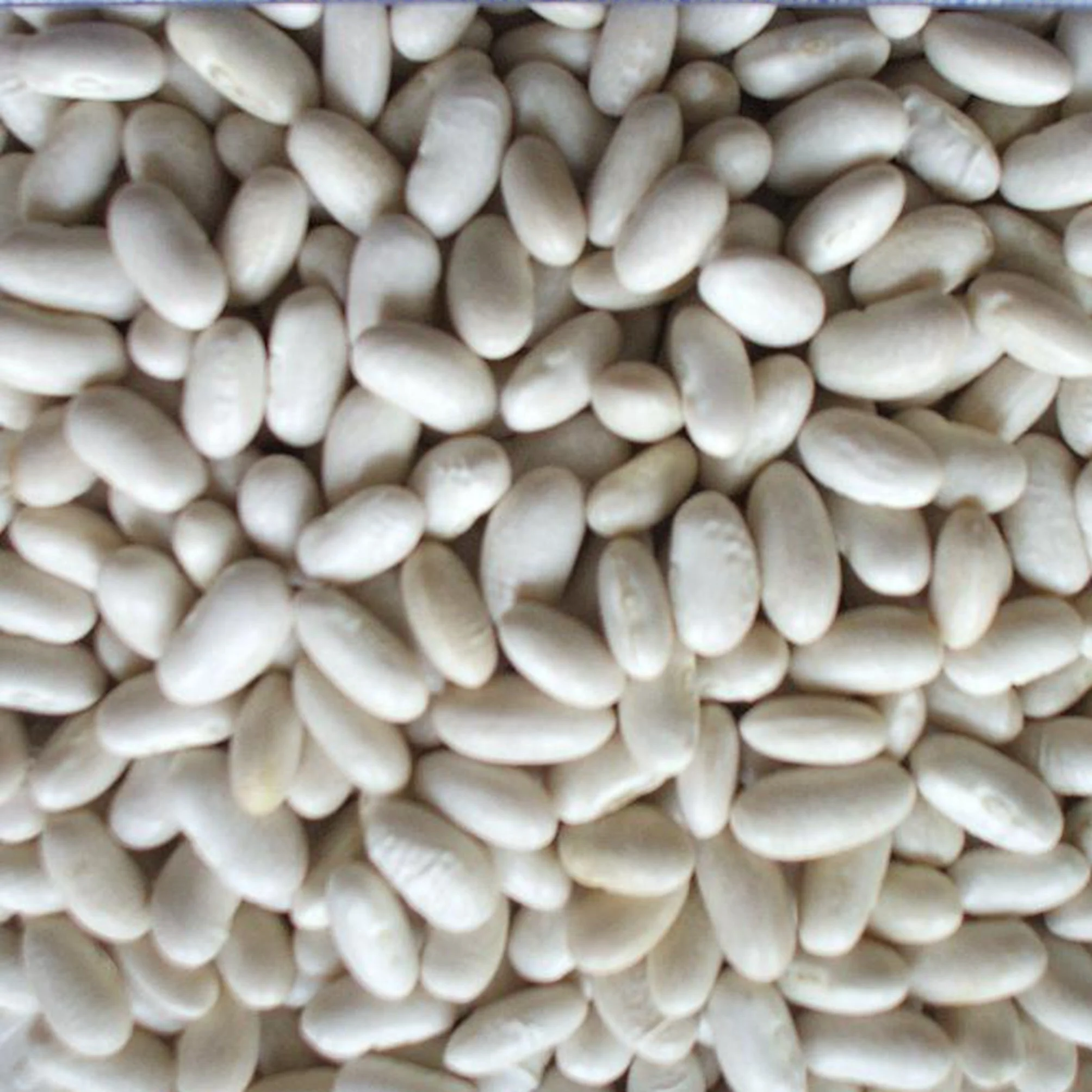 Kidney Beans Beans sugar pinto beans for sale