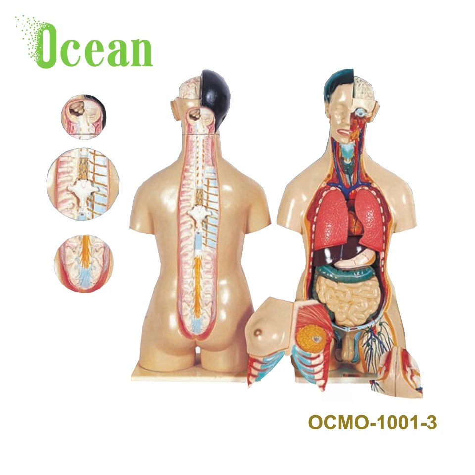 Durable in use muscles body anatomical model of viscera human organ model