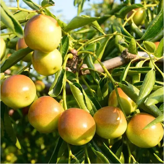 
Big size sweet juicy winter jujube wholesale price 