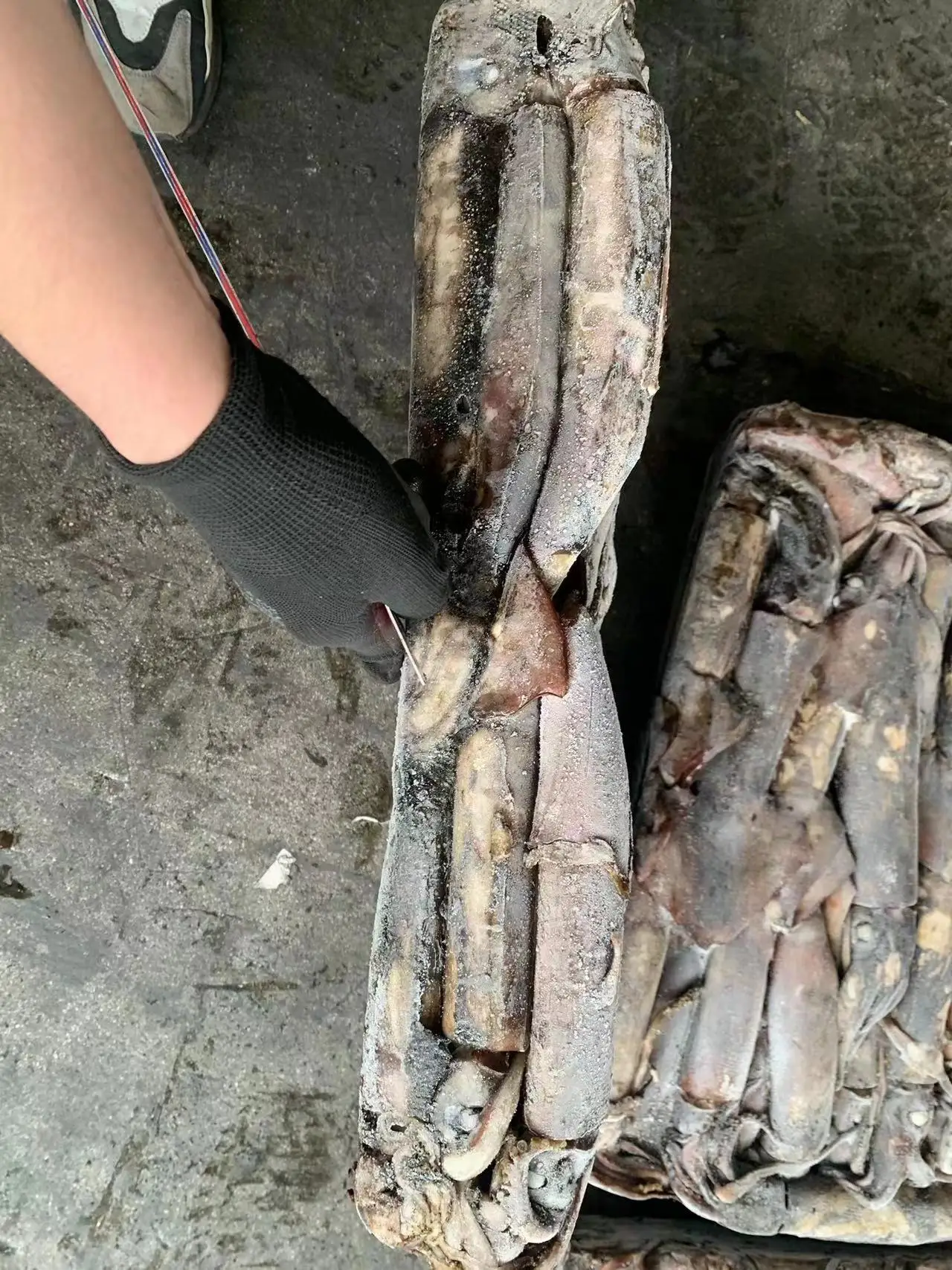 Offer Popular Size Seafrozen Calamari  Woven bag Packing 300-500g Frozen Indian Ocean Squid