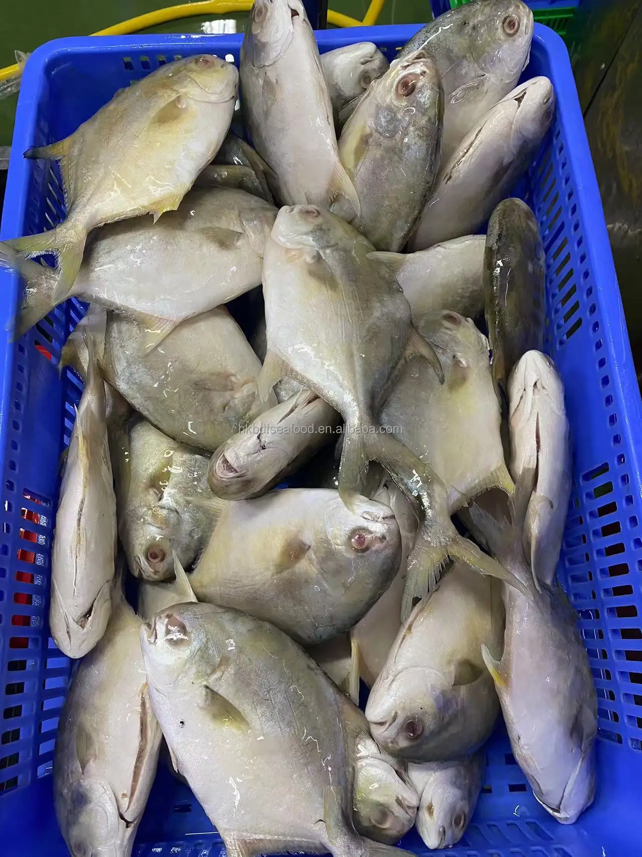 China farming Frozen Golden pompano/pomfret Whole Round