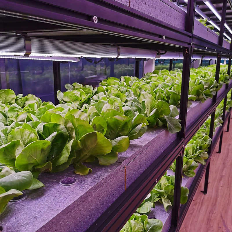 Vegetable Container Plant Factory(DFT/NFT) Greenhouse Plant Factory For Growing Vegetable