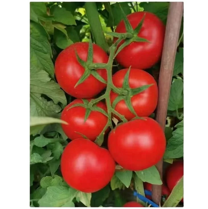 
Wholesale Tropical Vegetable Seeds Hybrid F1 Indeterminate Big Red Hydroponic Tomato Seeds From China for growing 