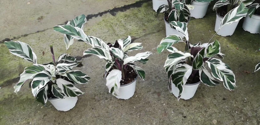 
Live plants wholesale price fusion white natural plants 