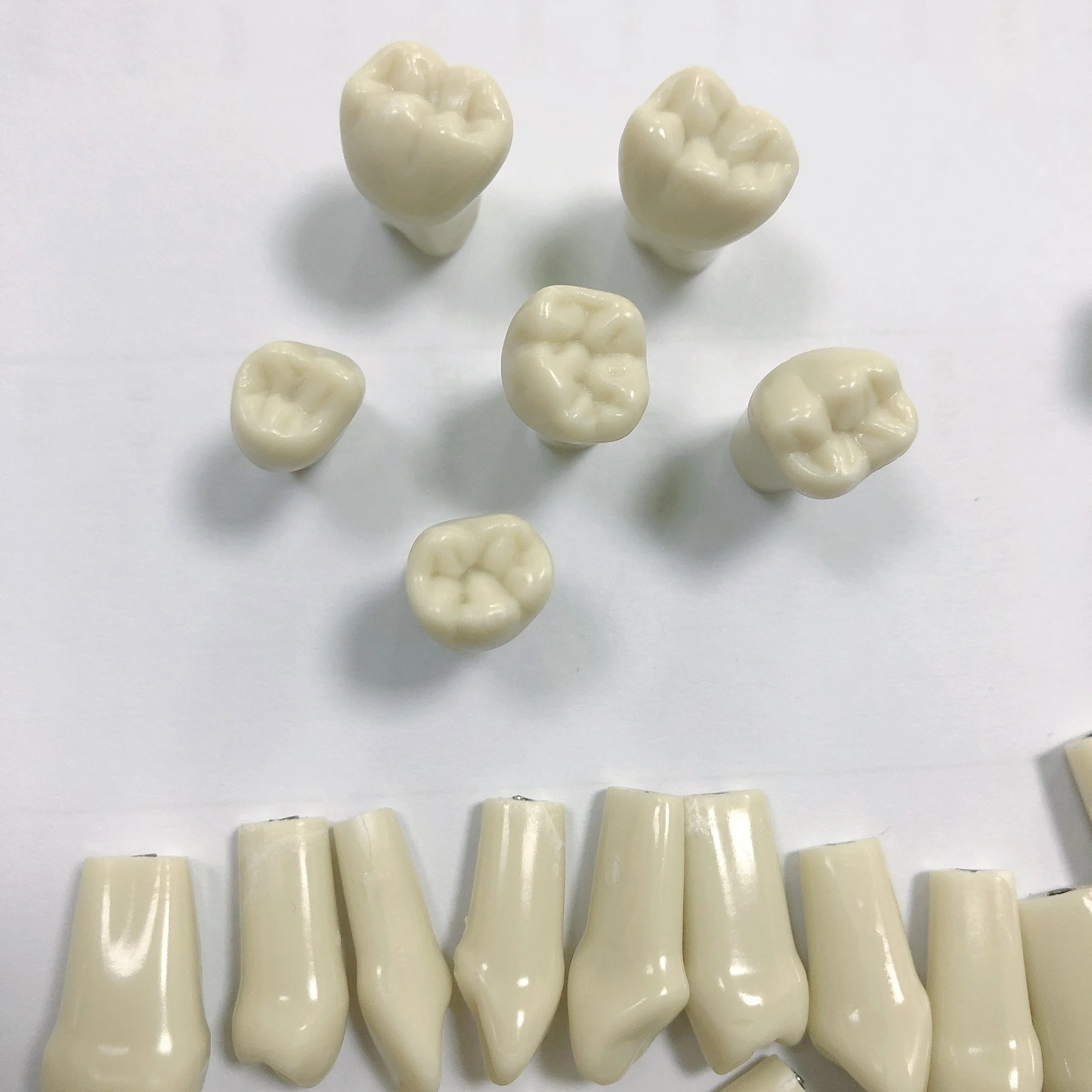 High quality practice teeth model 28 or 32 replacement tooth for practicing