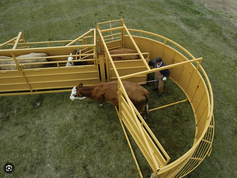 Livestock Equipment Cattle Farm Force Yard