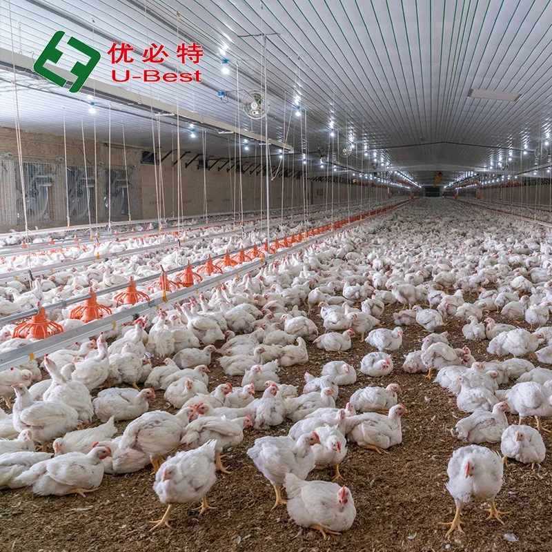 Good Quality Advanced Design Complete Poultry Farm Automatic Broiler Chicken  Poultry Farming Equipment