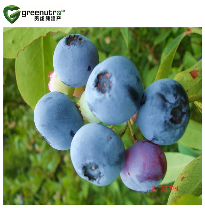 Bilberry Extract Powder