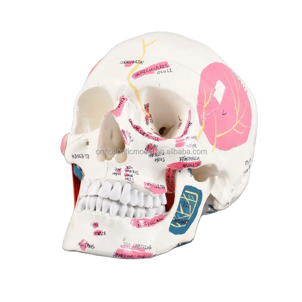 skull model human size anatomical model with teeth