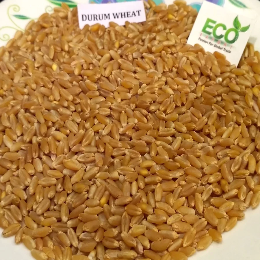 Новый урожай зерна твердой пшеницы из Индии