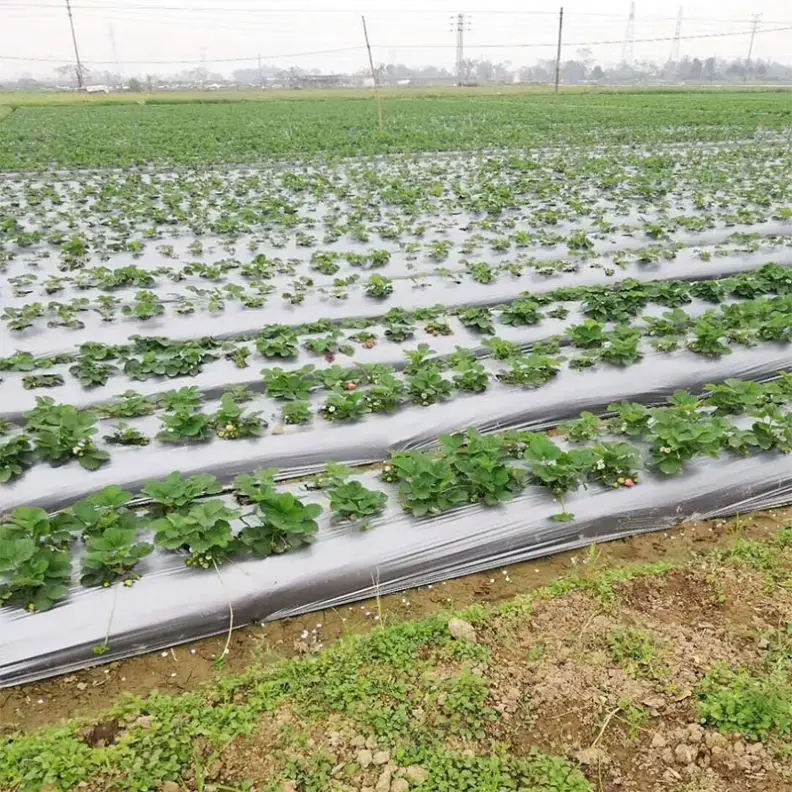 greenhouse strawberry Silver And Black plastic mulch film punch hole for Agriculture