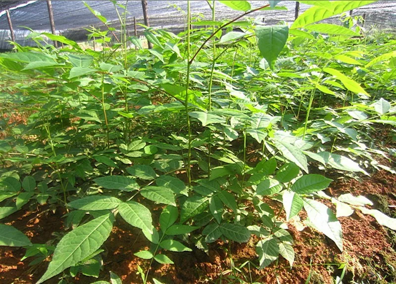 
Money Willow Ornamental Fall Blood Sugar Tea Cyclocarya Paliurus Tree PlantSeeds 