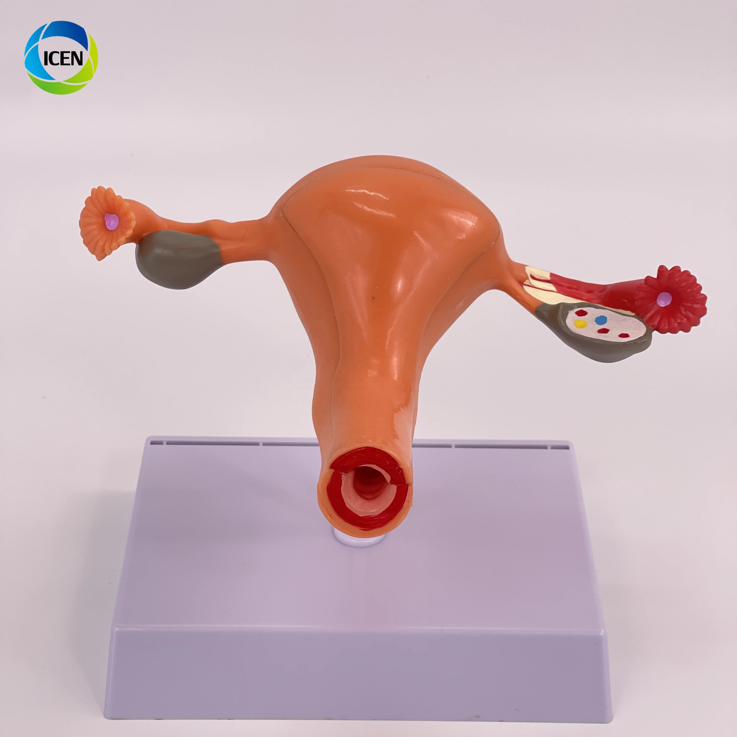 IN-M2 Medical Science Magnified Human Anatomical Model Normal Educational Models Human Anatomy Uterus Model