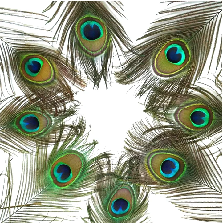 Long Bird Natural Eye Peacock Feathers for Party Carnival Home Wedding Centerpiece Christmas Vase Holiday Decor DIY Craft Floral